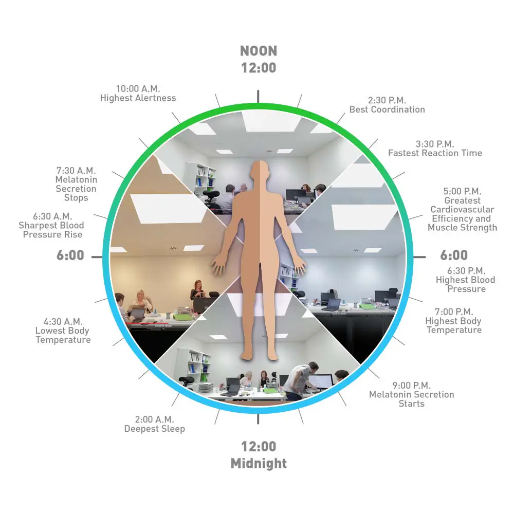 Understanding Circadian Rhythms in the Human Body